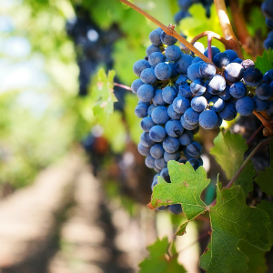 Exporter adds iconic winery to premium wine portfolio