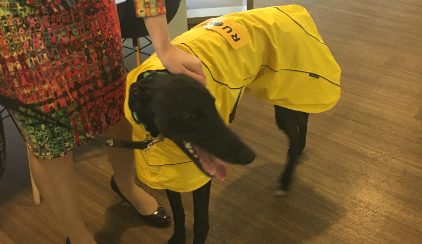 Tommy, the pet pooch, Holding Redlich, RUOK Day