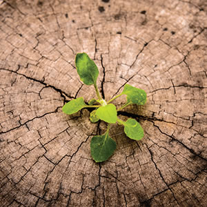 Growth in tree stump