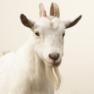 Not bleating guilty