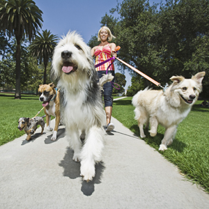 Tall tails at dog film festival