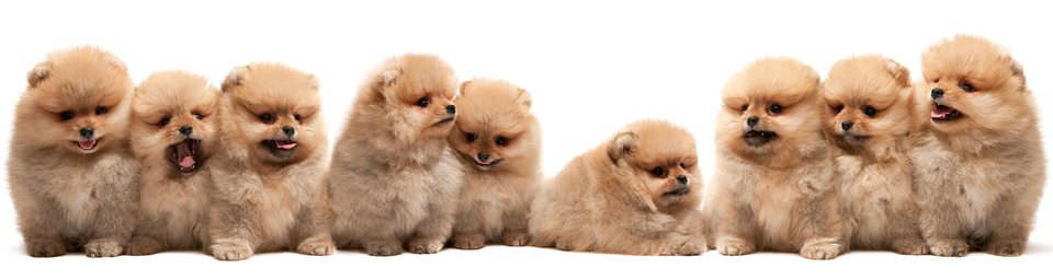 Lawyer busted for Pomeranian bribe