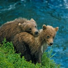 How to... grasp a bear hug