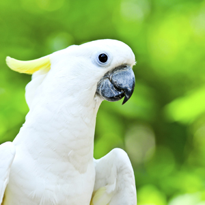 Firms advise on Cockatoo Coal share proposal