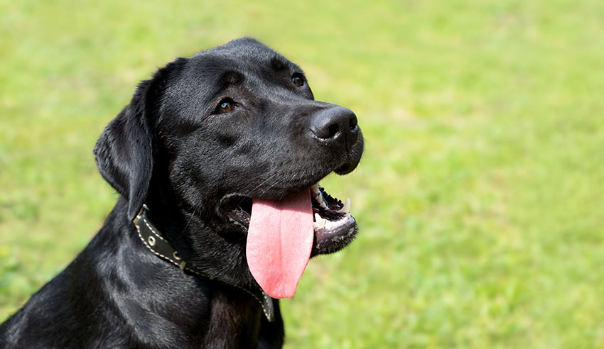 Black Labrador lw