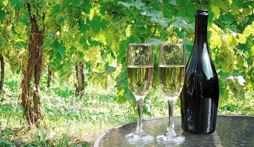 Prosecco wine