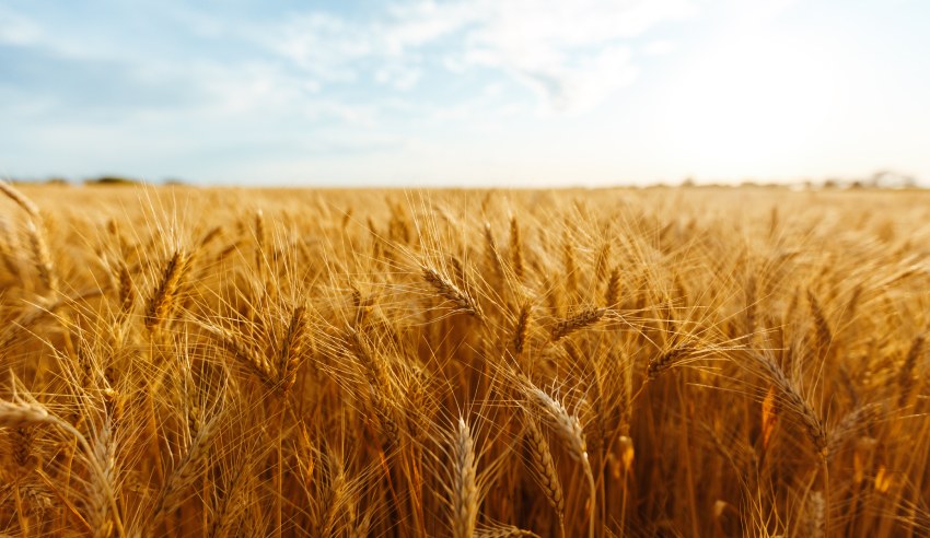 Thomson Geer advises barley industry giant on merger