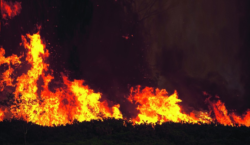 Firms look to serve Tathra bushfire victims