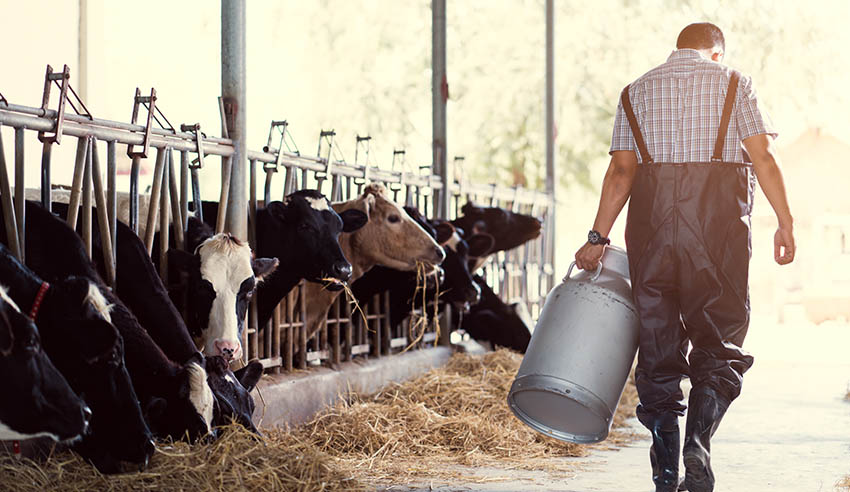 Dairy farm