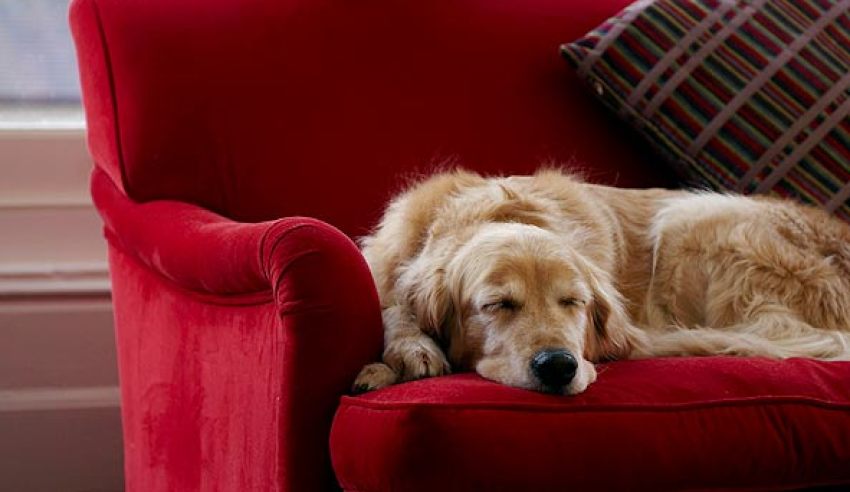 Sick leave to look after your pet?