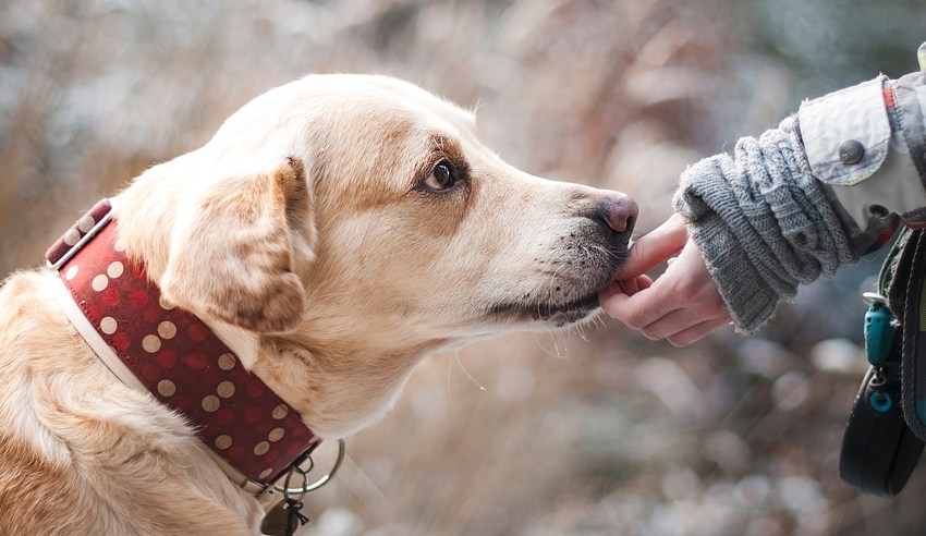 Dog, pets