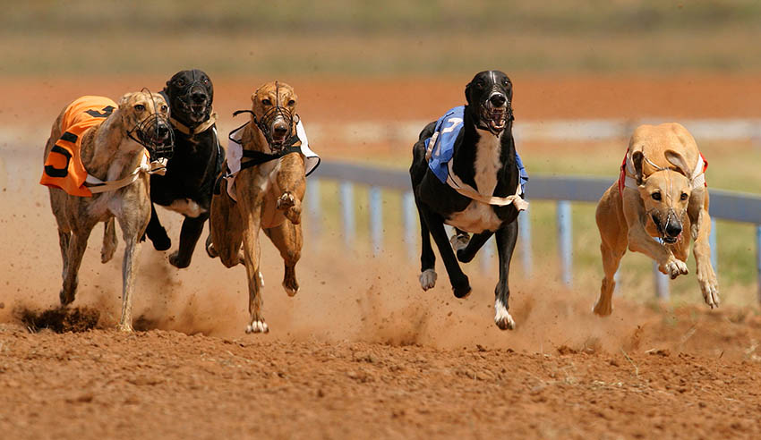 greyhound racing lw