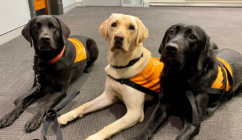 Therapy dogs return to duty in NSW courts