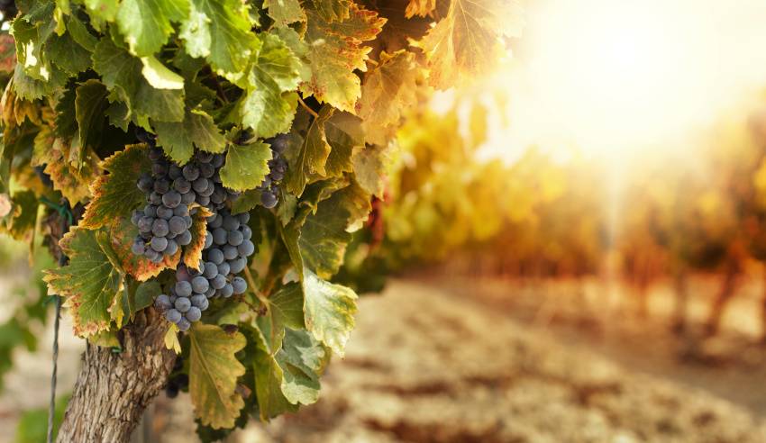 vineyard lw