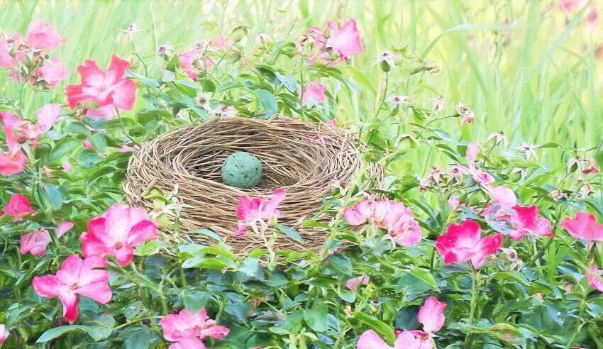 Bird nest