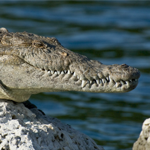 crocodile