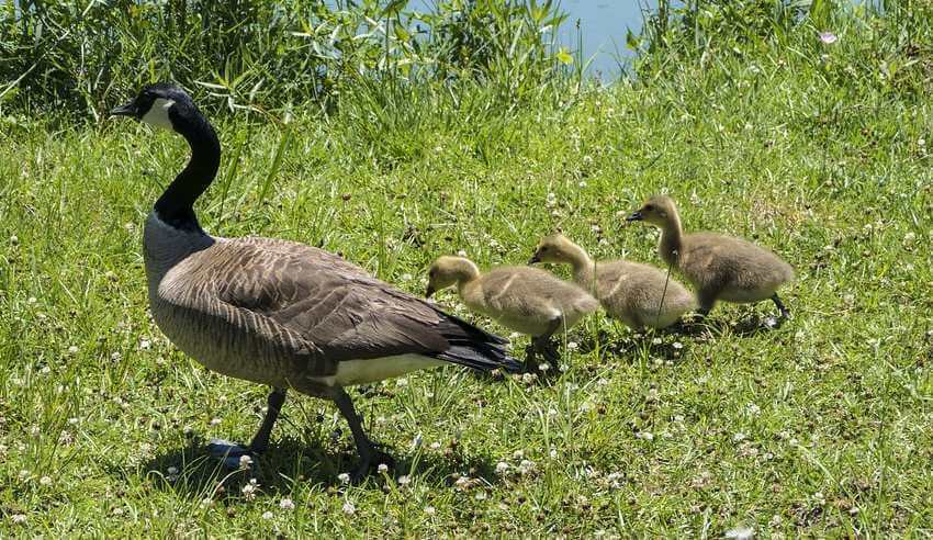 Group of ducks