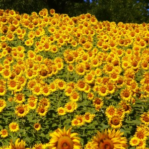 sunflowers