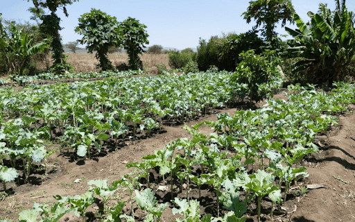 How one So They Can Teacher Intern is leading the way in agricultural innovation and sustainable initiatives