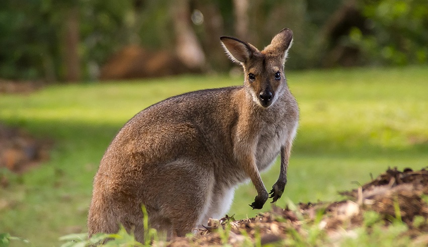 Wallaby